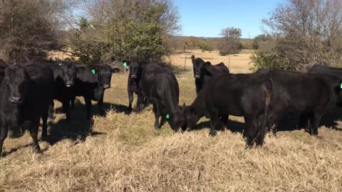 20-Heavy bred Angus heifers.