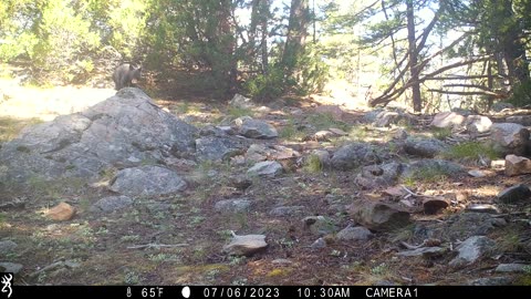 Black Bear Mom Teaches Her Cub To Search for Food Under Rocks