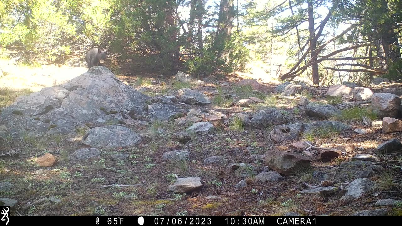 Black Bear Mom Teaches Her Cub To Search for Food Under Rocks