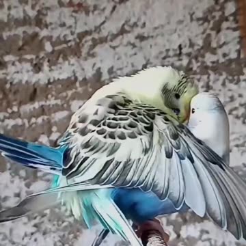 Pet Cats Beautiful Bird And Animal 4K HD Adorable Photography By Nature.