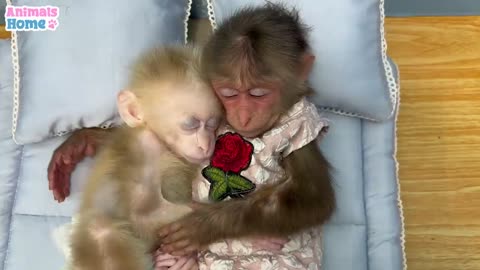 Monkey baby funny videos