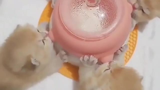 Hungry kittens