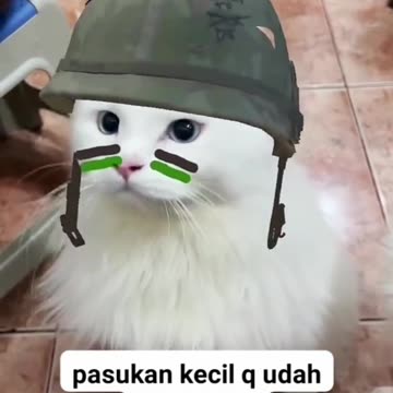 Cute Cat Squad Ready to Fight