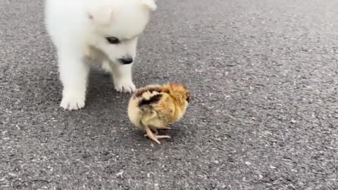 The little darling held the chicken in her arms