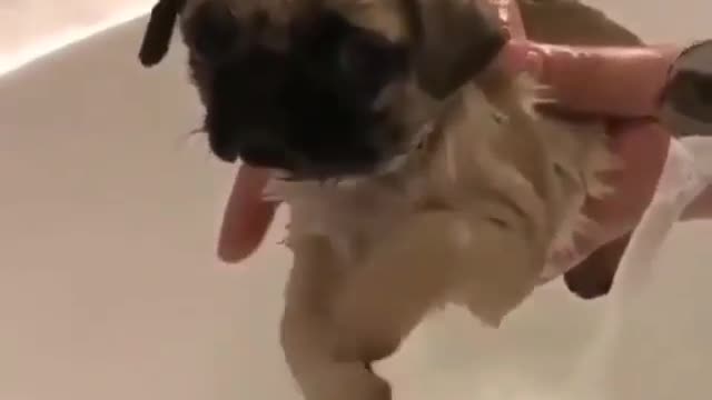 Funny 🐶 video