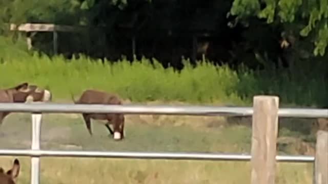 Miniature donkeys dueling on hind legs