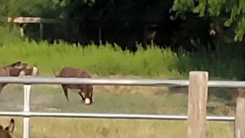 Miniature donkeys dueling on hind legs