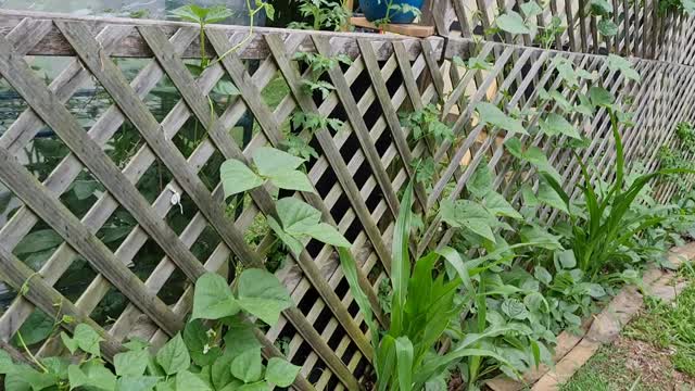 Hanging GARDEN june 3,2022