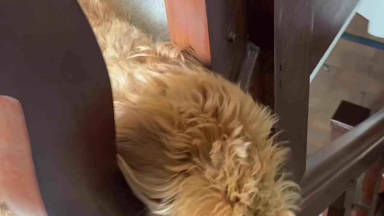 Labradoodle Loves to Sleep on Stairs