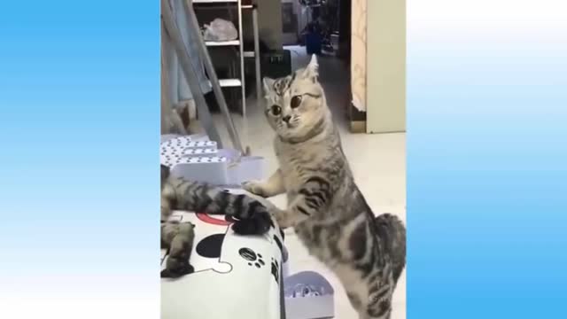 Cat funny reaction/ funny cat/ funny video