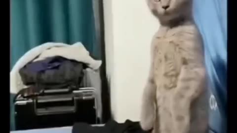Fanny cat and dog videos/comedy video