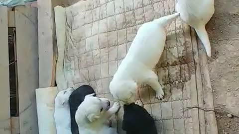 Puppies are playing with each other