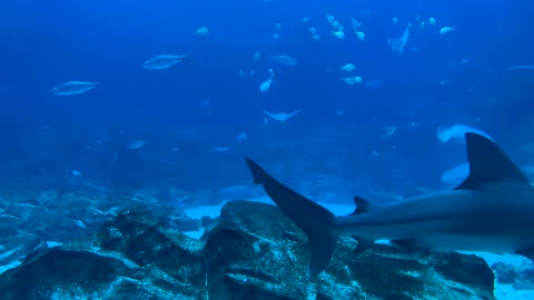 Animals Underwater