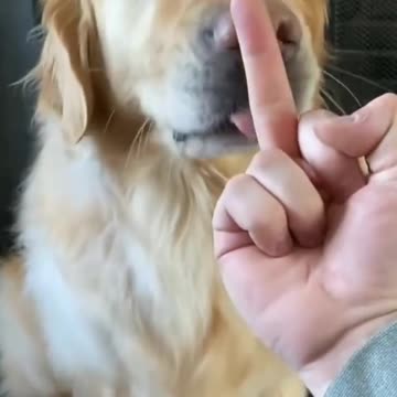 THE CUTEST DOG EVER 😘🐕#shortvideo