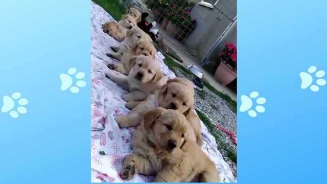 10 Sleeping Puppies