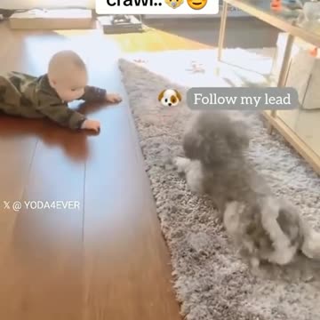 "Puppy Love: Canine Crawl Coach Guides Baby's First Steps"