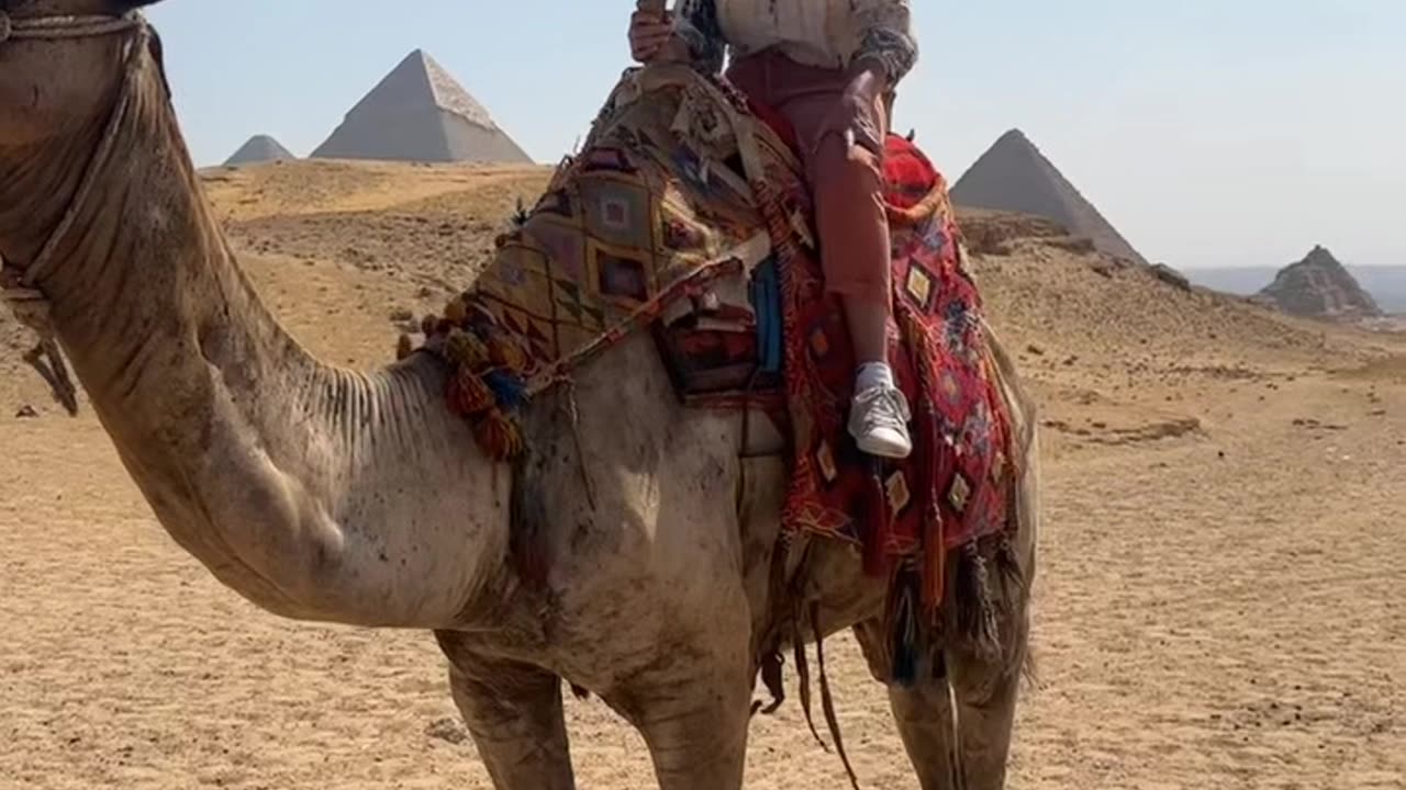 The Camels Are Coming Back!