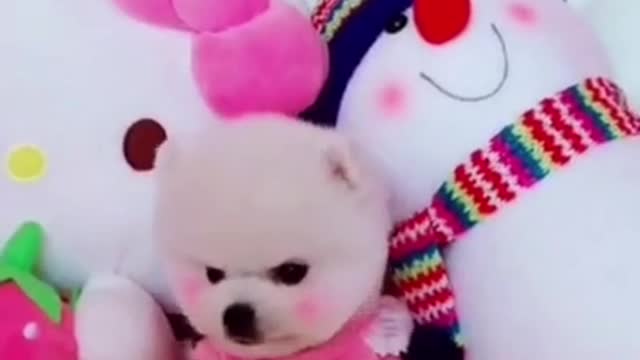 Baby Dog Do Funny Action