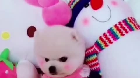Baby Dog Do Funny Action