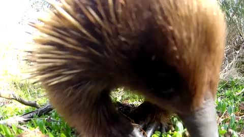 This cute animal kiss my camera