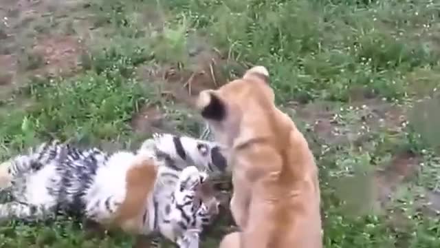 Cute Baby Lion vs Tiger Cute Fight