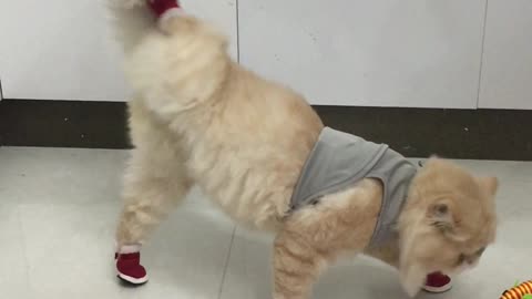 Steppin' Out in Style