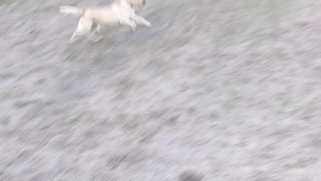 This dog loves to fetch