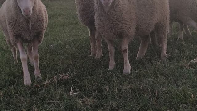 sheep graze in the meadow