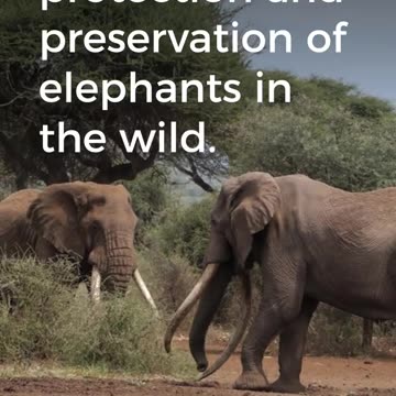 World Elephant Day 2021