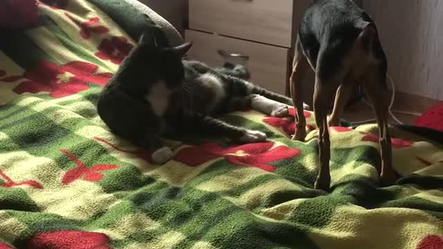 The cat plays with the dog