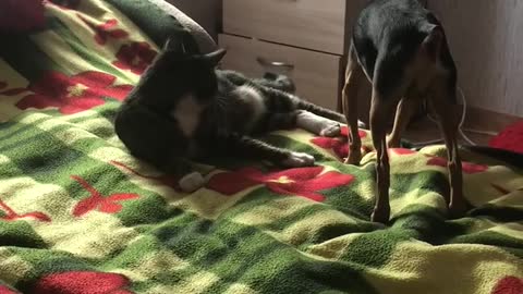 The cat plays with the dog