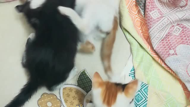 sofi kitten bed fight with siblings
