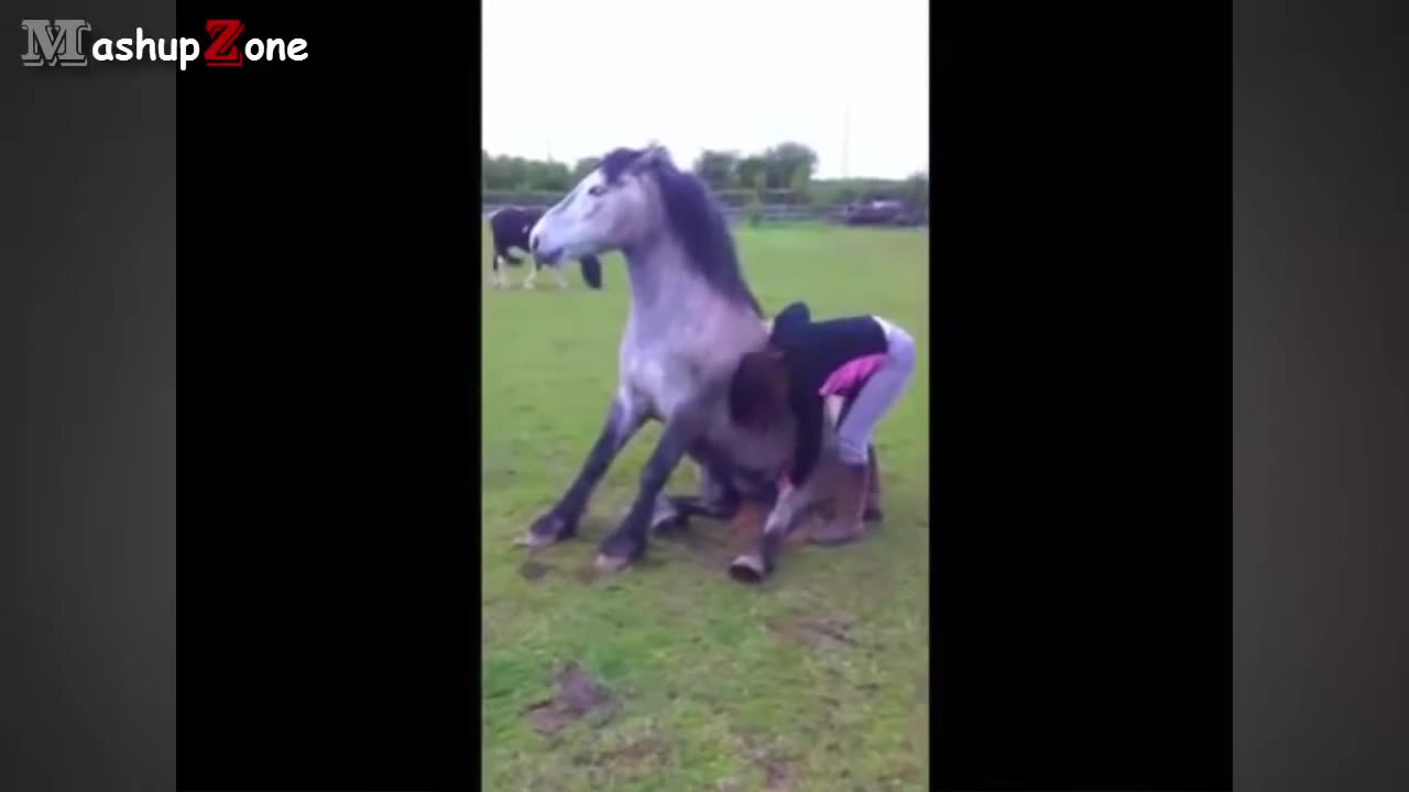 Funny horse videos