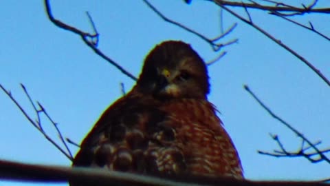 Red-shouldered hawk