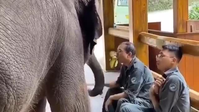 Funny animal baby elephant desperate for