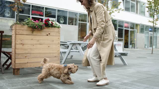 dog jumping towards hermaster