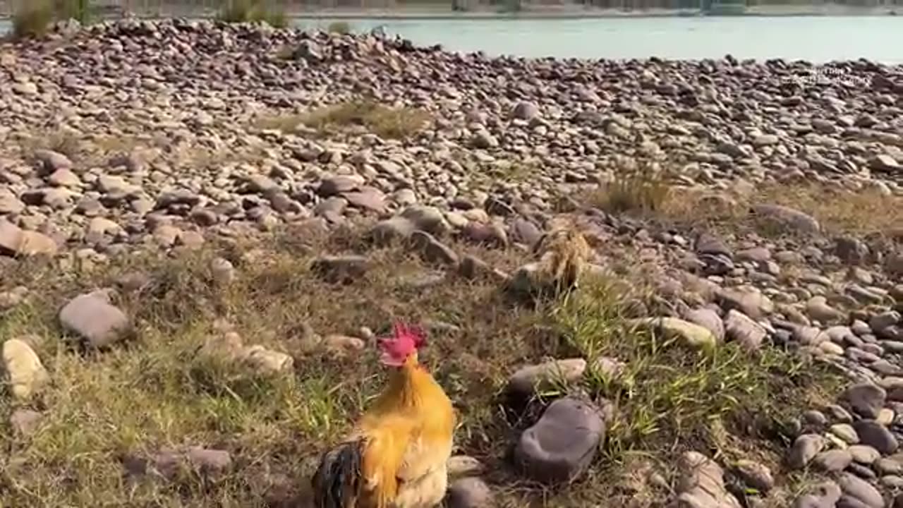 The kitten took the rooster on an outdoor trip