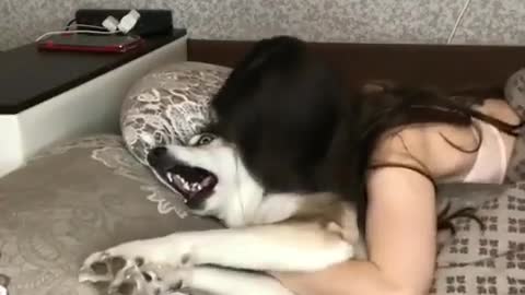 Frightened dog