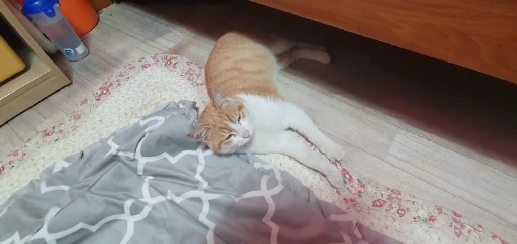 A cat lying under the bed