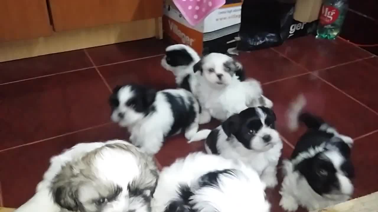 Sweet puppies Shih Tzu runs on sound