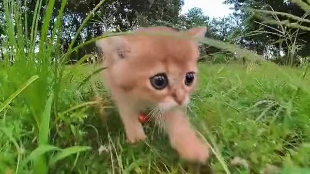 Running Kitty