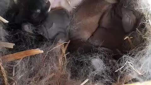 Baby Bunnies!