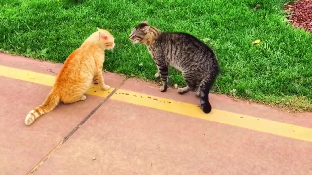 Little cat and little Orange cat fight