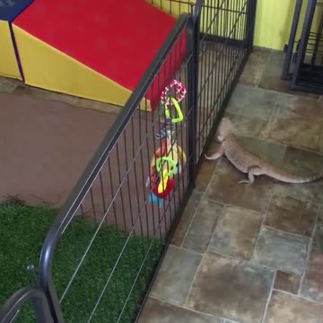 Dragón barbudo quiere jugar con cachorros de Golden Retriever