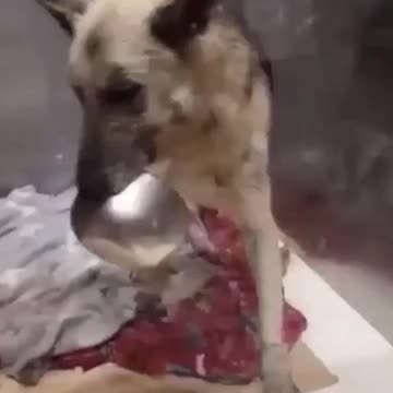 Perrita desamparada y enferma aprende un desesperado truco con su cuenco para llamar la atención