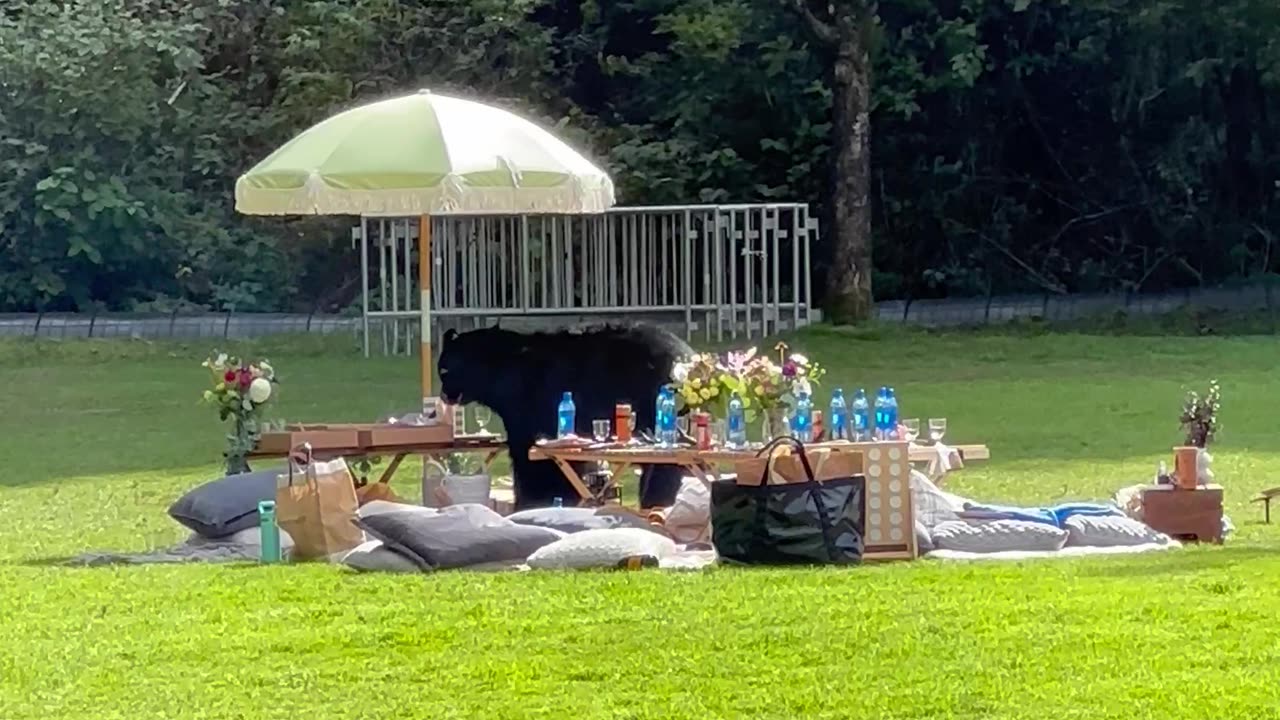 Black Bear Steals Birthday Picnic