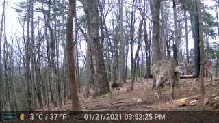 The Woods - 01/22/2022