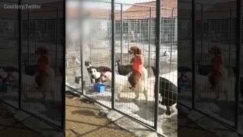 Dog escapes cage