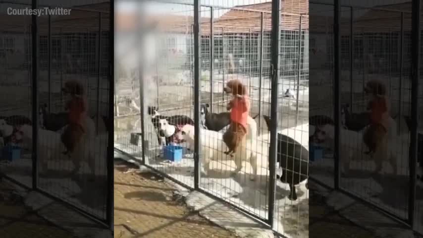 Dog escapes cage