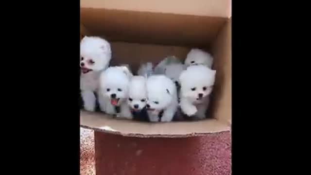 Dog 🐕 #video#2